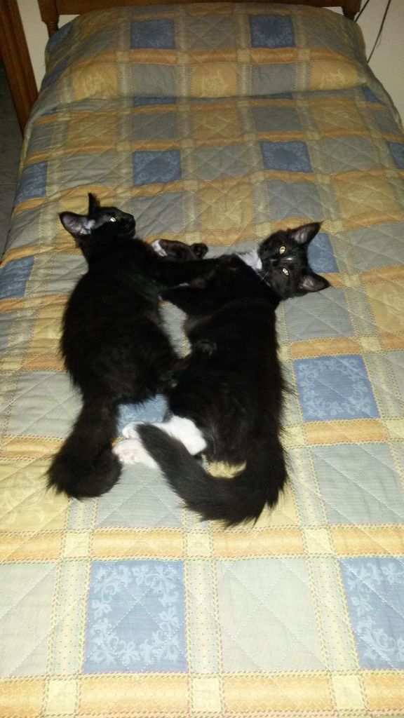 Gatti Norvegesi - cuccioli