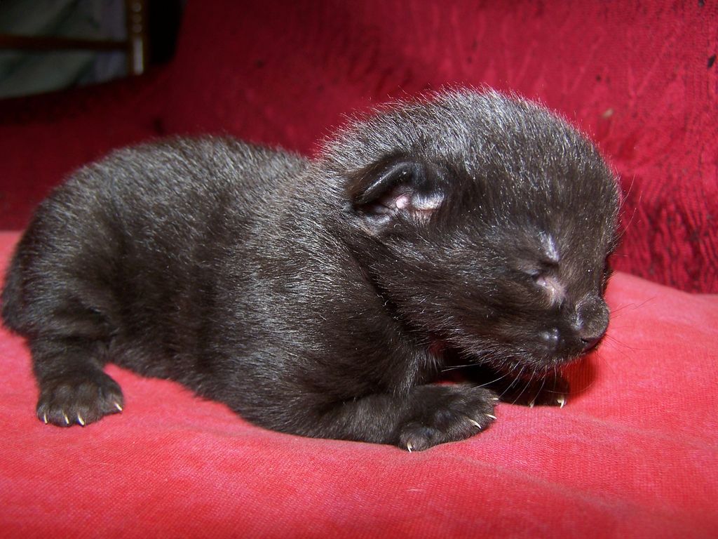 Gatti Norvegesi - cuccioli