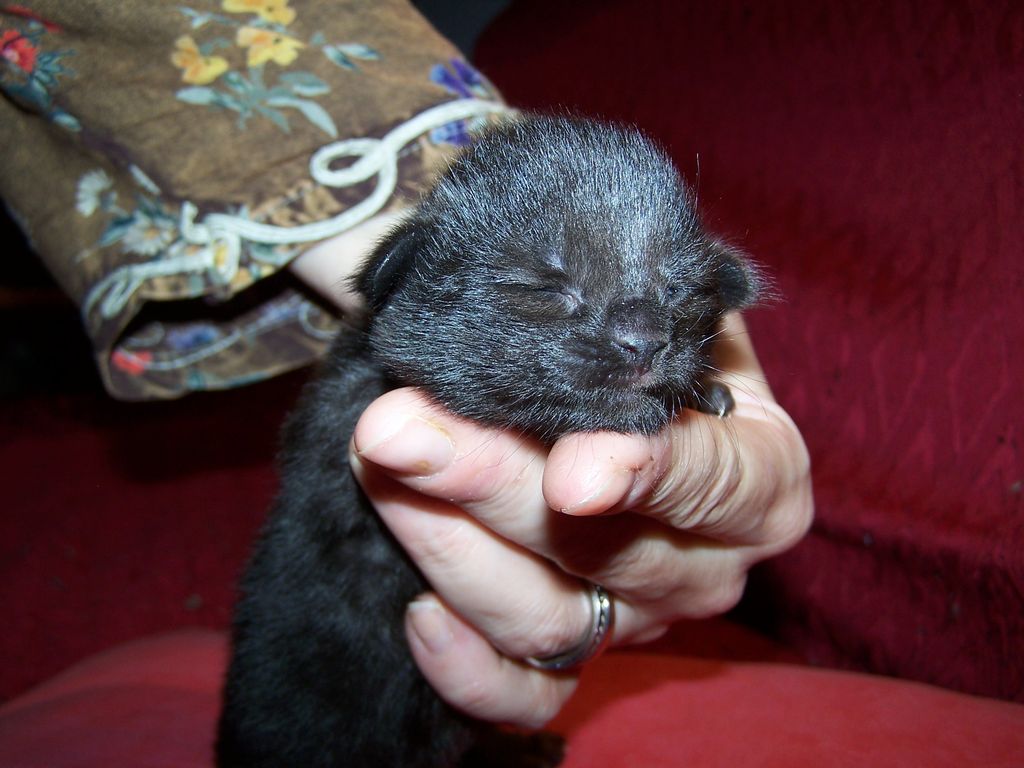 Gatti Norvegesi - cuccioli
