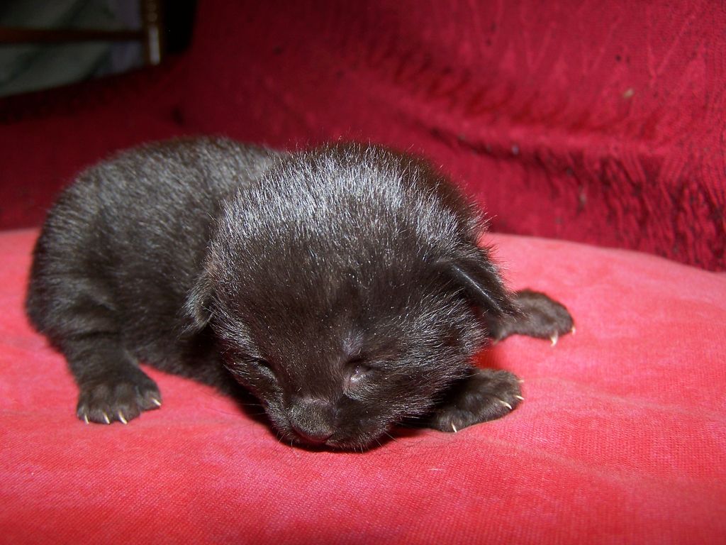 Gatti Norvegesi - cuccioli