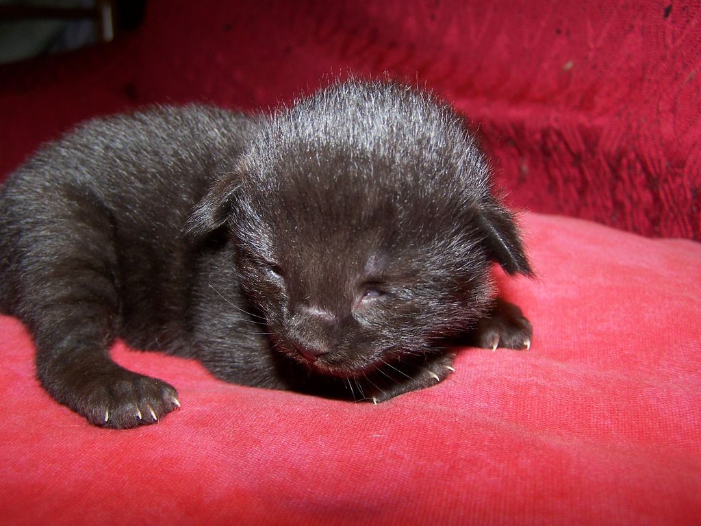 Gatti Norvegesi - cuccioli