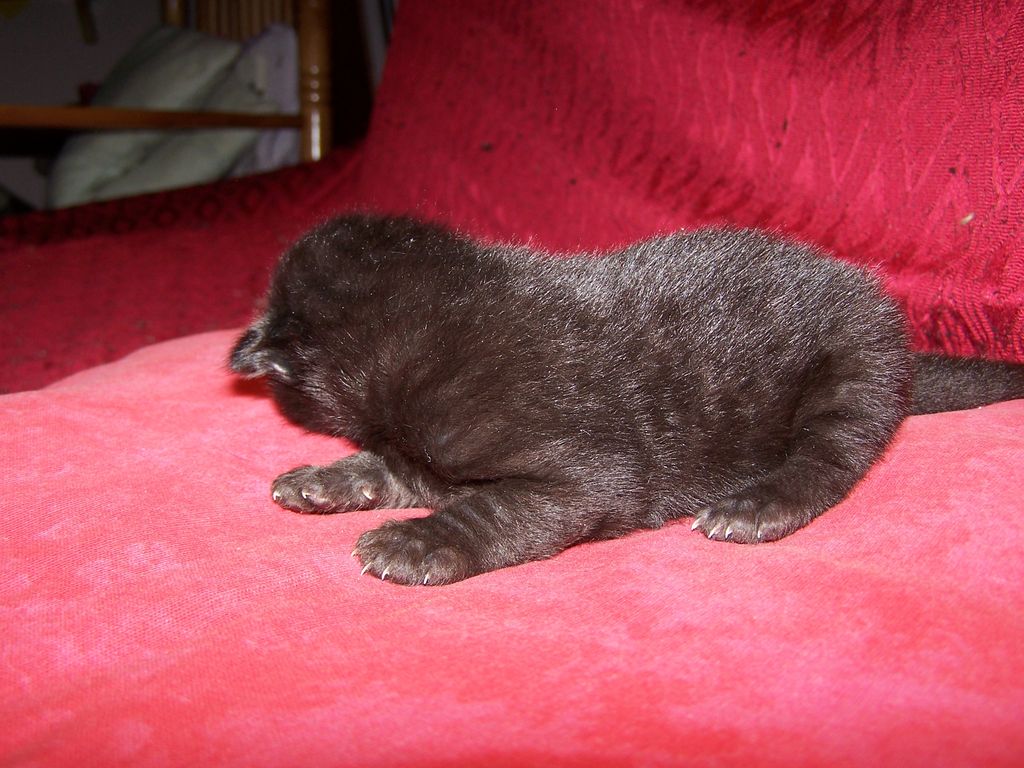 Gatti Norvegesi - cuccioli
