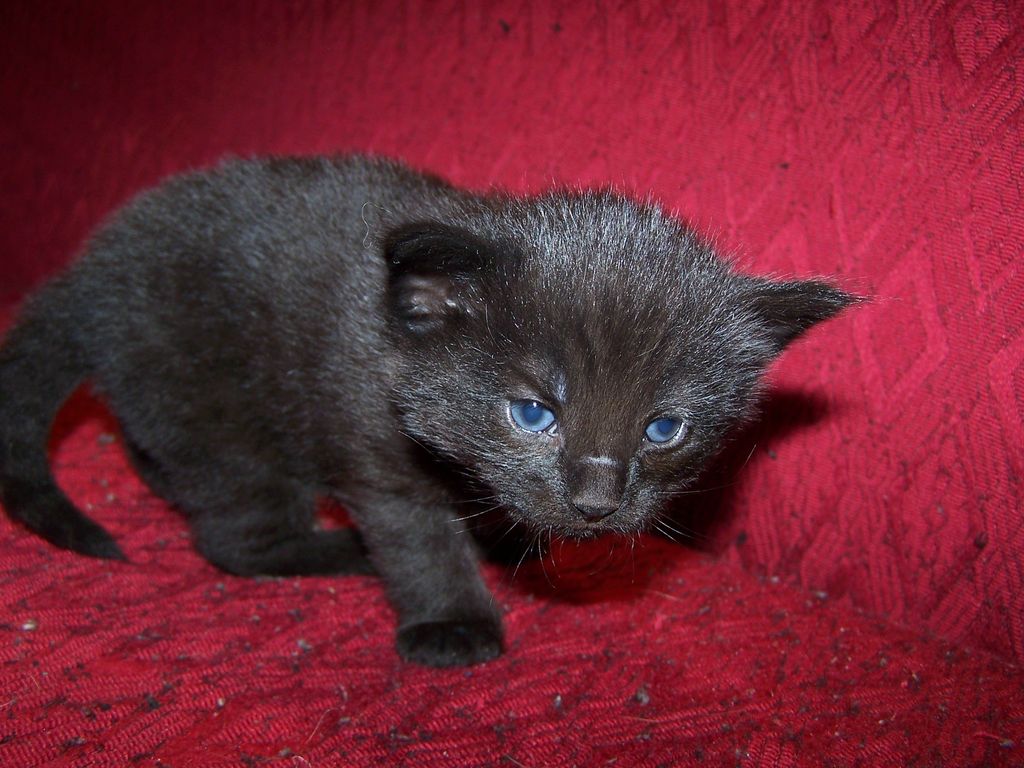Gatti Norvegesi - cuccioli