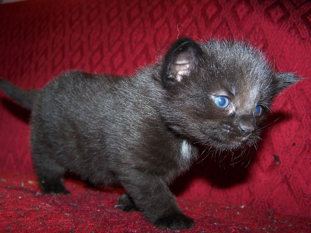 Gatti Norvegesi - cuccioli