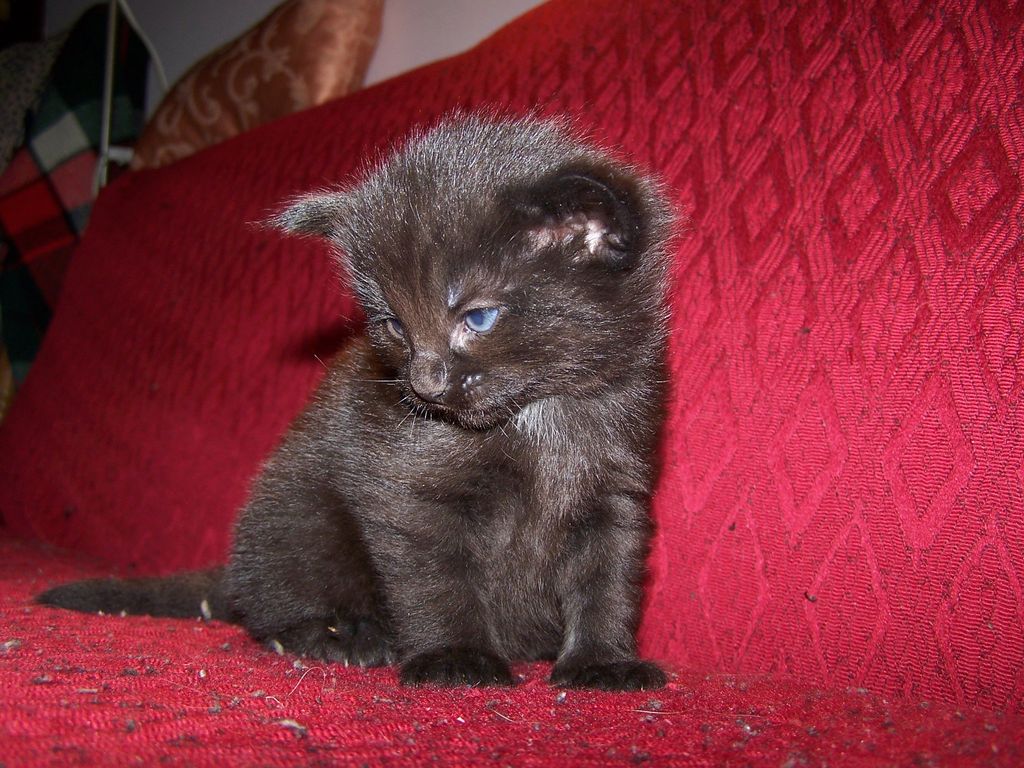 Gatti Norvegesi - cuccioli