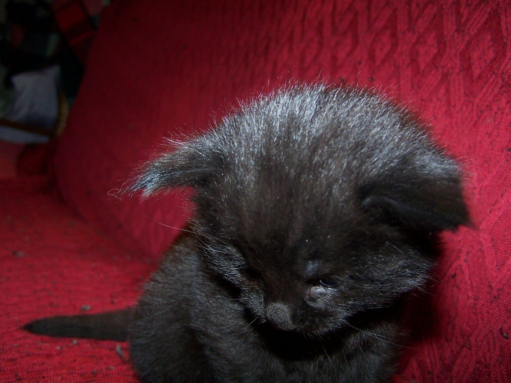 Gatti Norvegesi - cuccioli