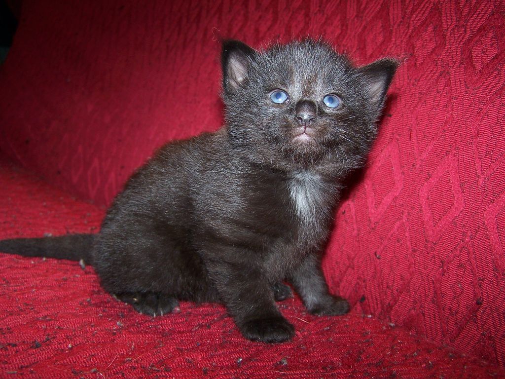 Gatti Norvegesi - cuccioli