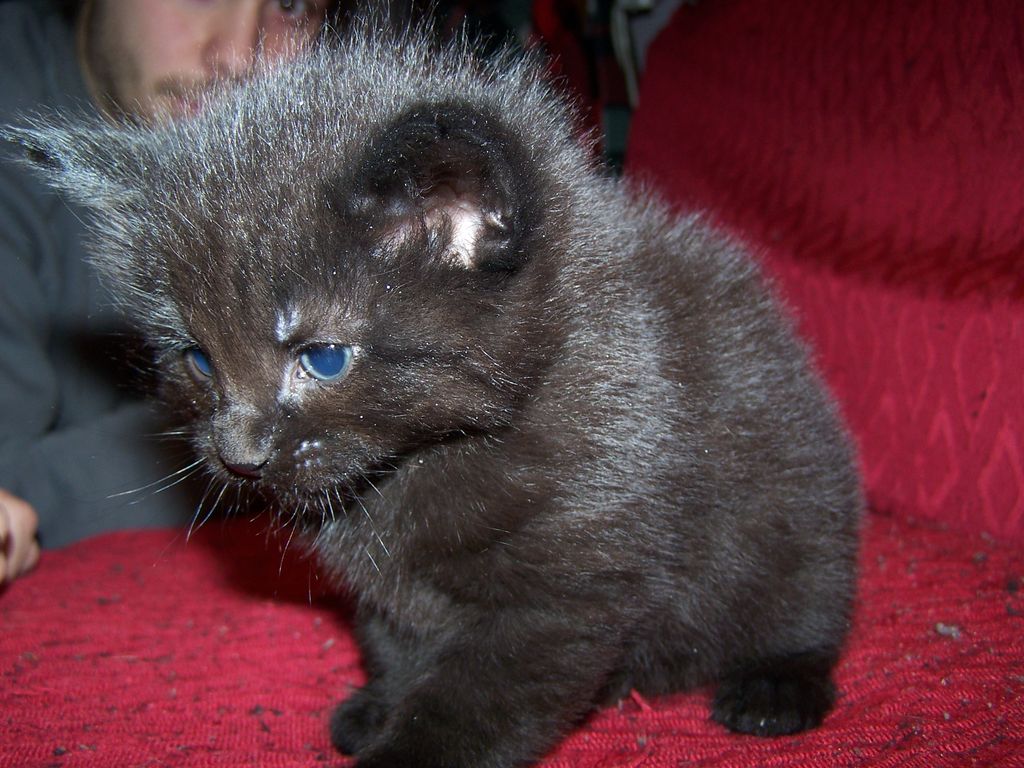 Gatti Norvegesi - cuccioli