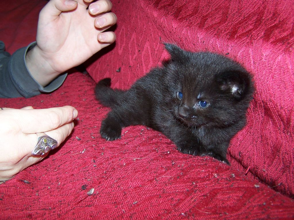 Gatti Norvegesi - cuccioli