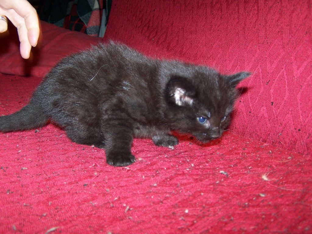 Gatti Norvegesi - cuccioli