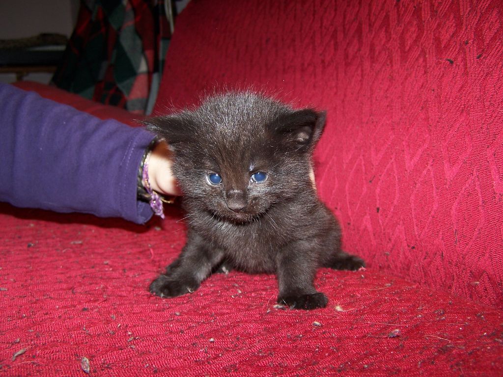 Gatti Norvegesi - cuccioli