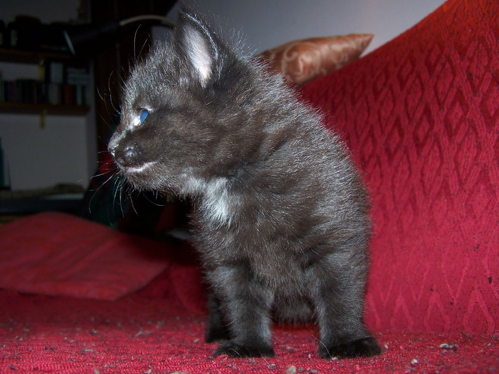 Gatti Norvegesi - cuccioli