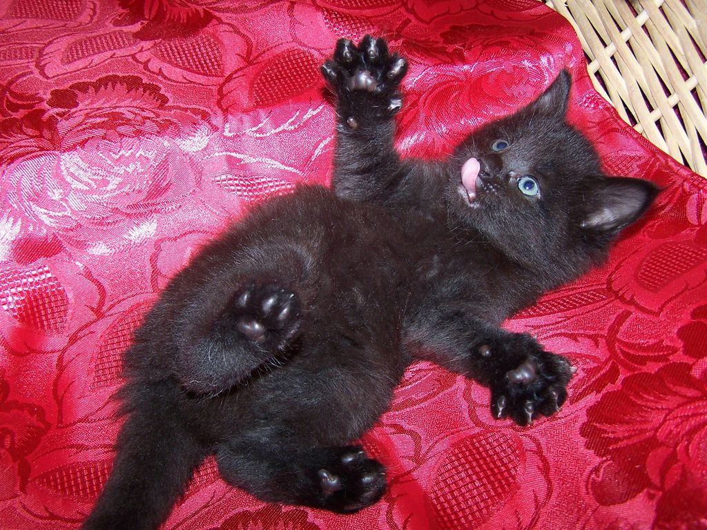 Gatti Norvegesi - cuccioli