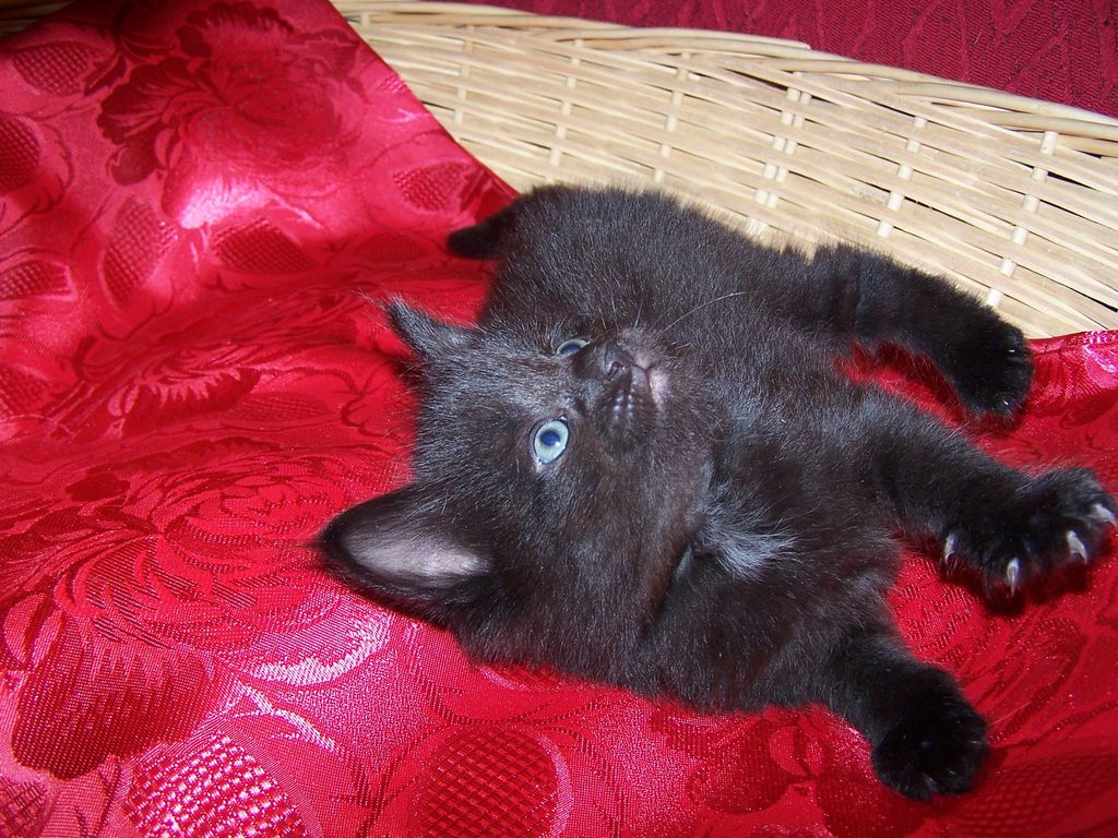 Gatti Norvegesi - cuccioli