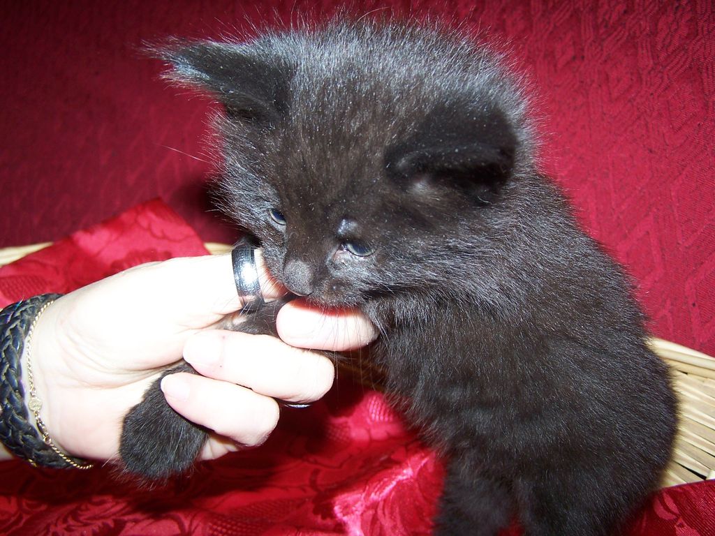 Gatti Norvegesi - cuccioli