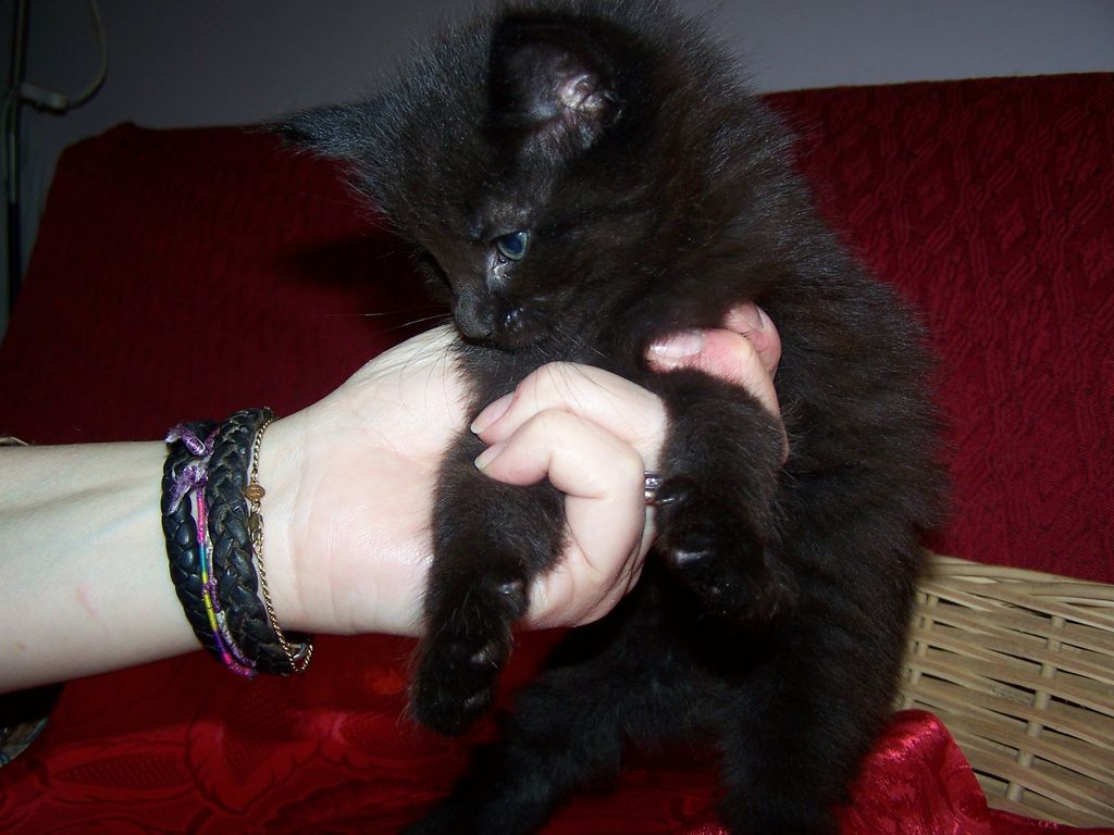 Gatti Norvegesi - cuccioli