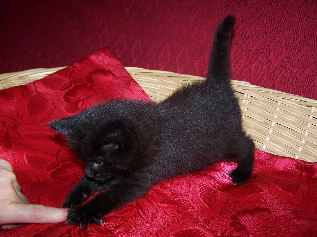 Gatti Norvegesi - cuccioli