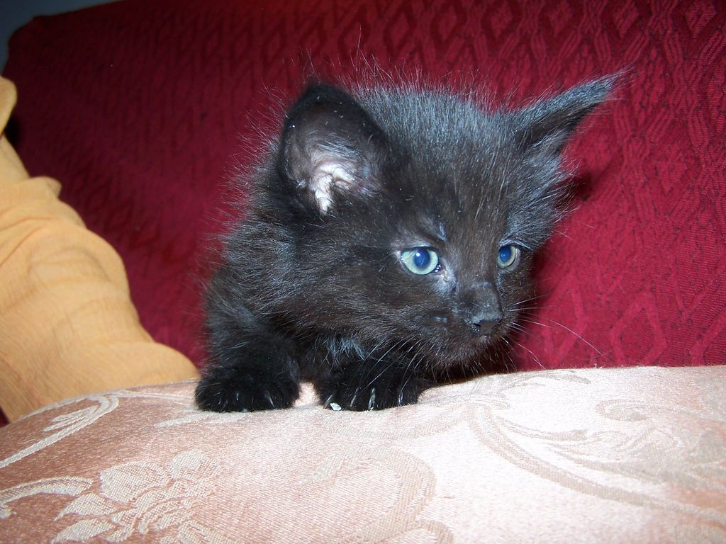 Gatti Norvegesi - cuccioli