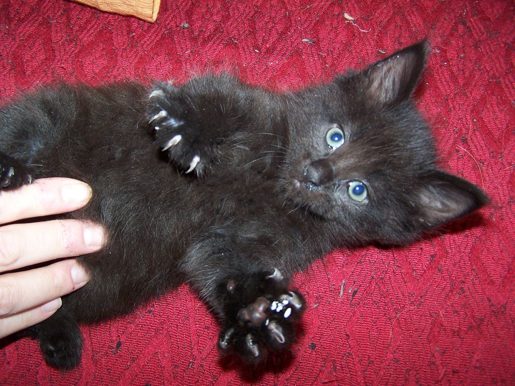 Gatti Norvegesi - cuccioli