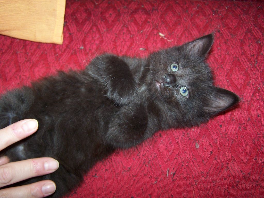 Gatti Norvegesi - cuccioli