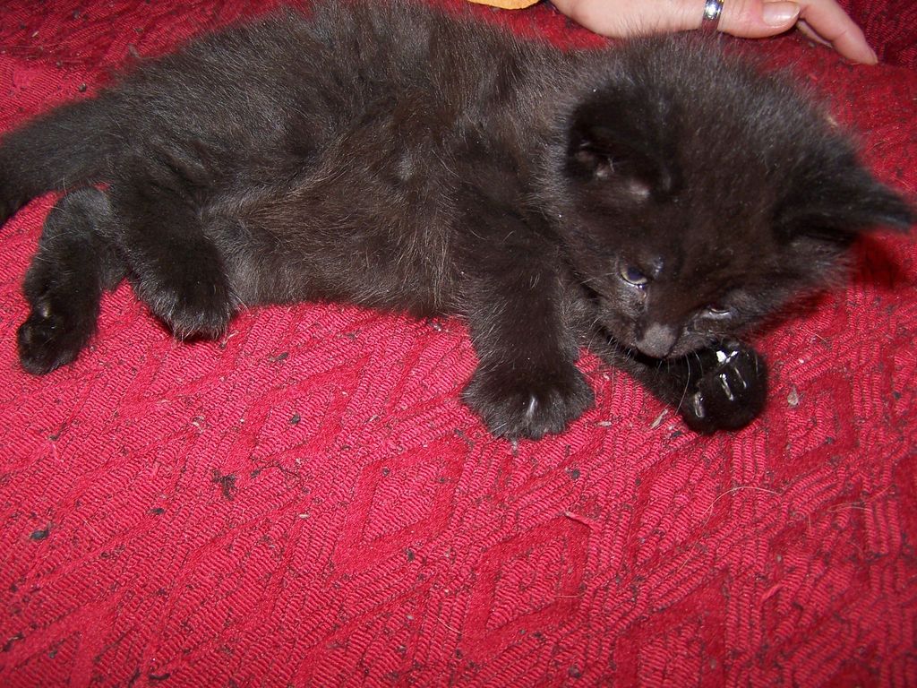 Gatti Norvegesi - cuccioli