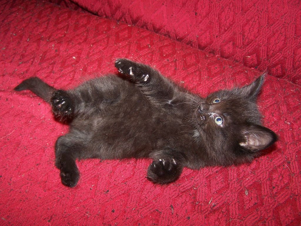 Gatti Norvegesi - cuccioli