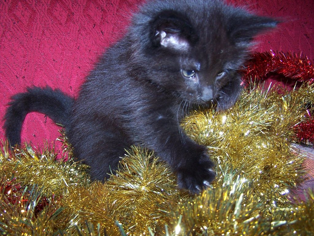 Gatti Norvegesi - cuccioli