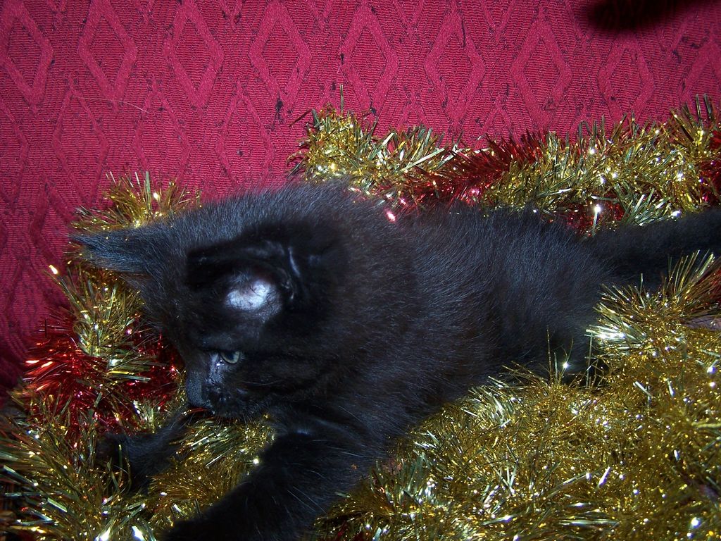 Gatti Norvegesi - cuccioli