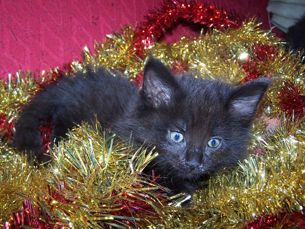 Gatti Norvegesi - cuccioli