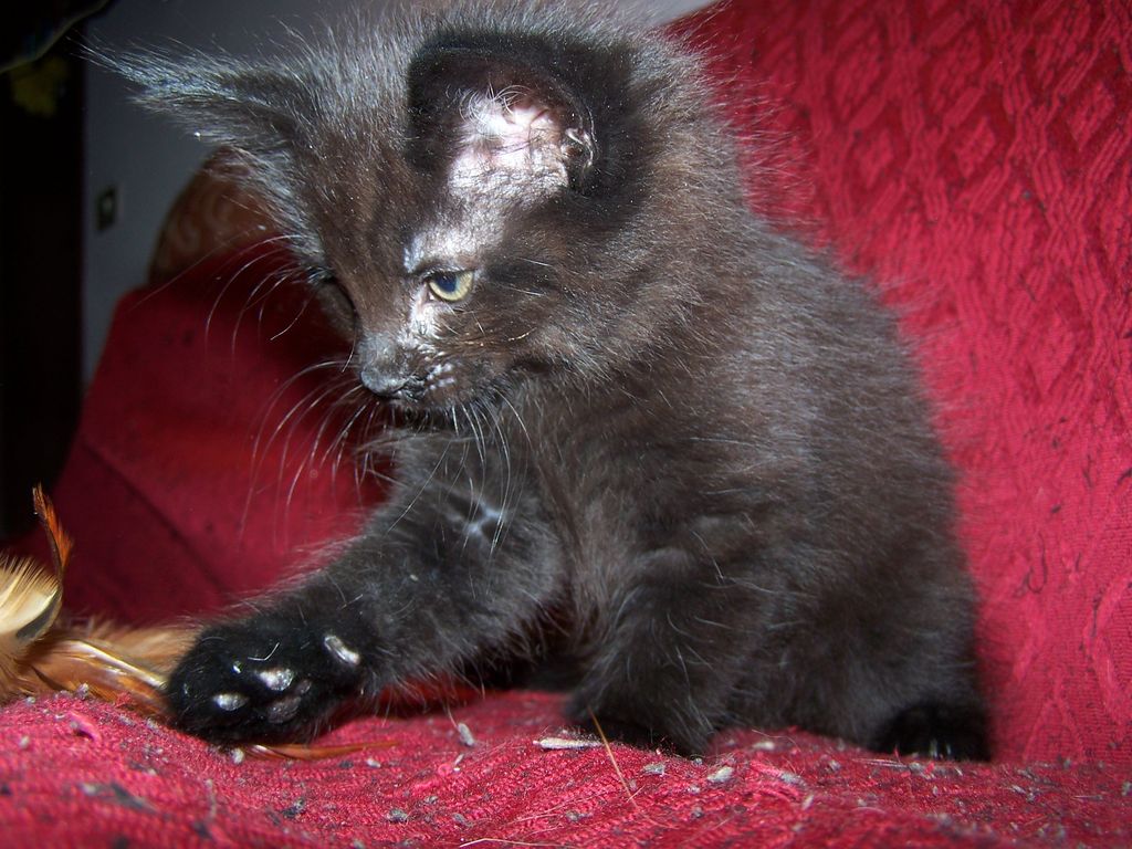 Gatti Norvegesi - cuccioli