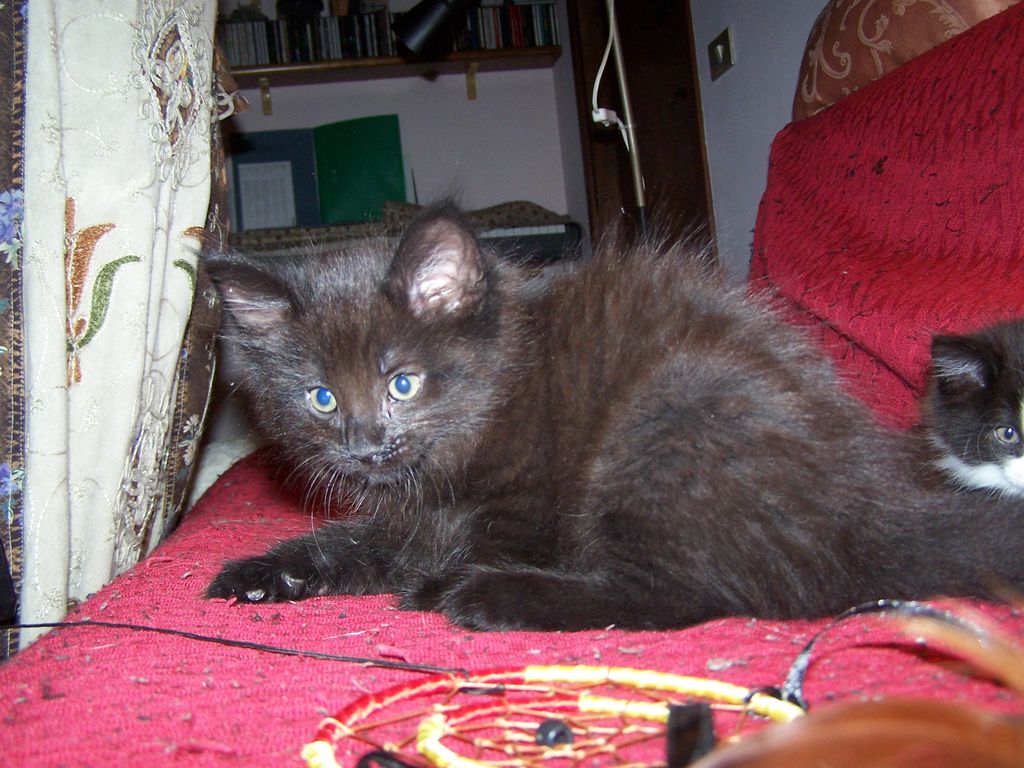 Gatti Norvegesi - cuccioli