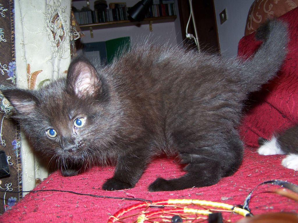 Gatti Norvegesi - cuccioli