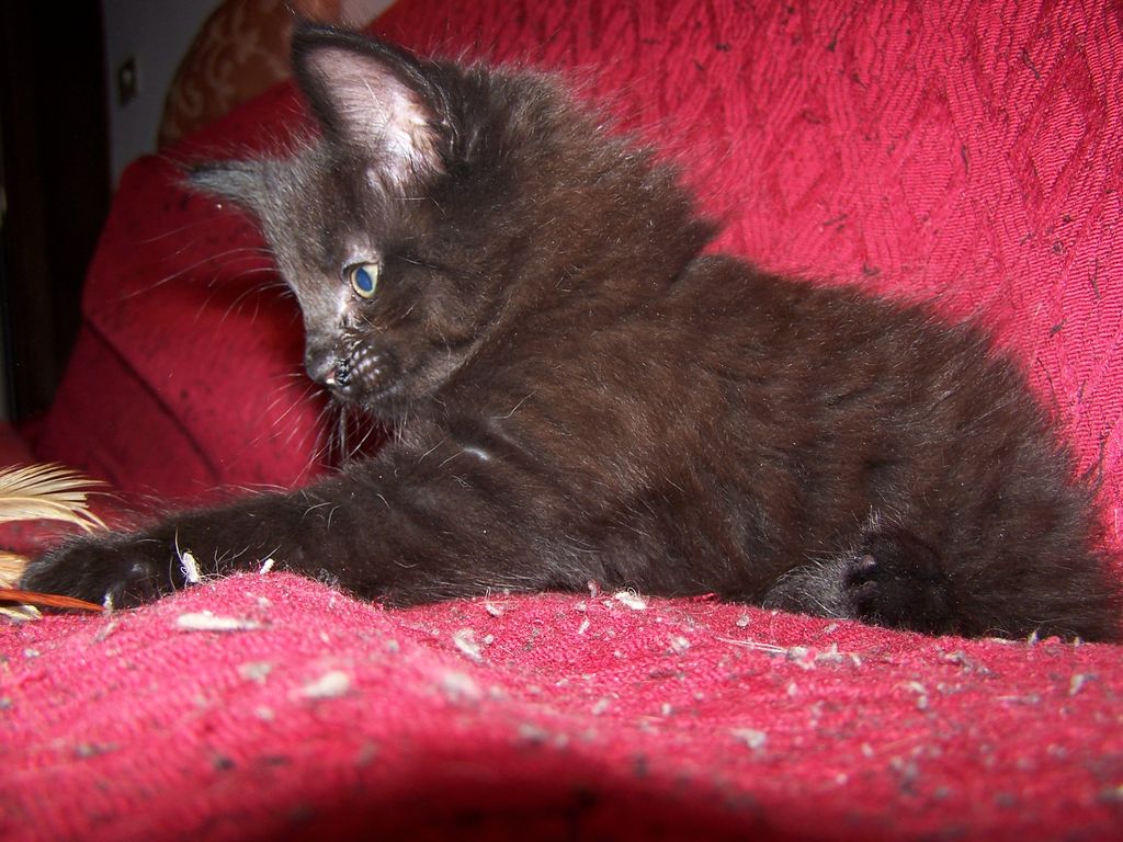 Gatti Norvegesi - cuccioli