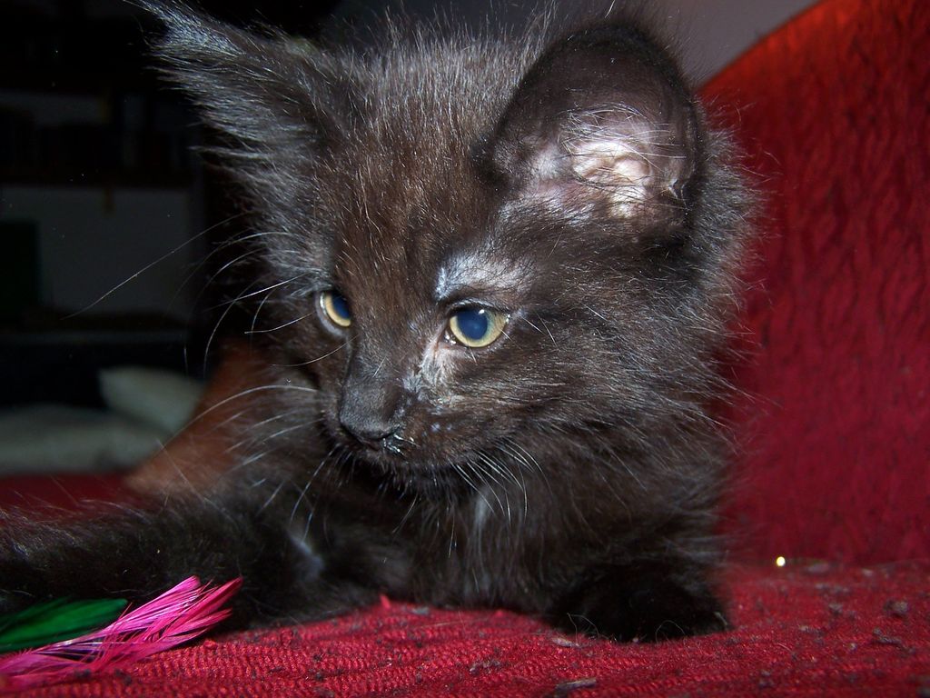 Gatti Norvegesi - cuccioli
