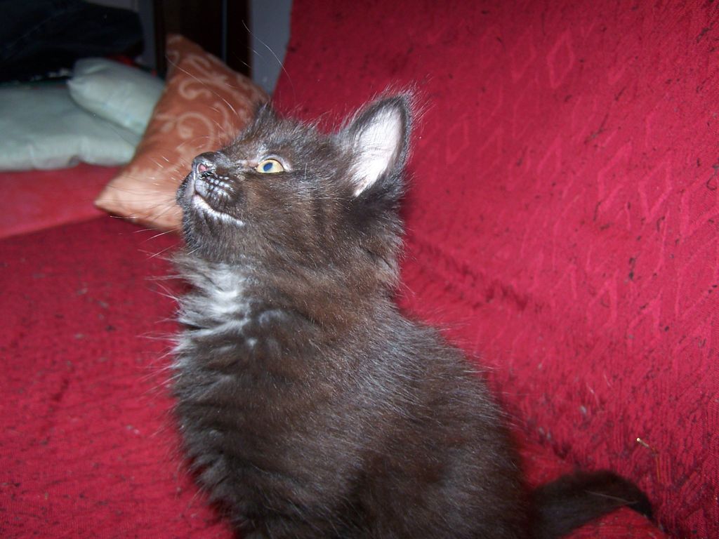 Gatti Norvegesi - cuccioli