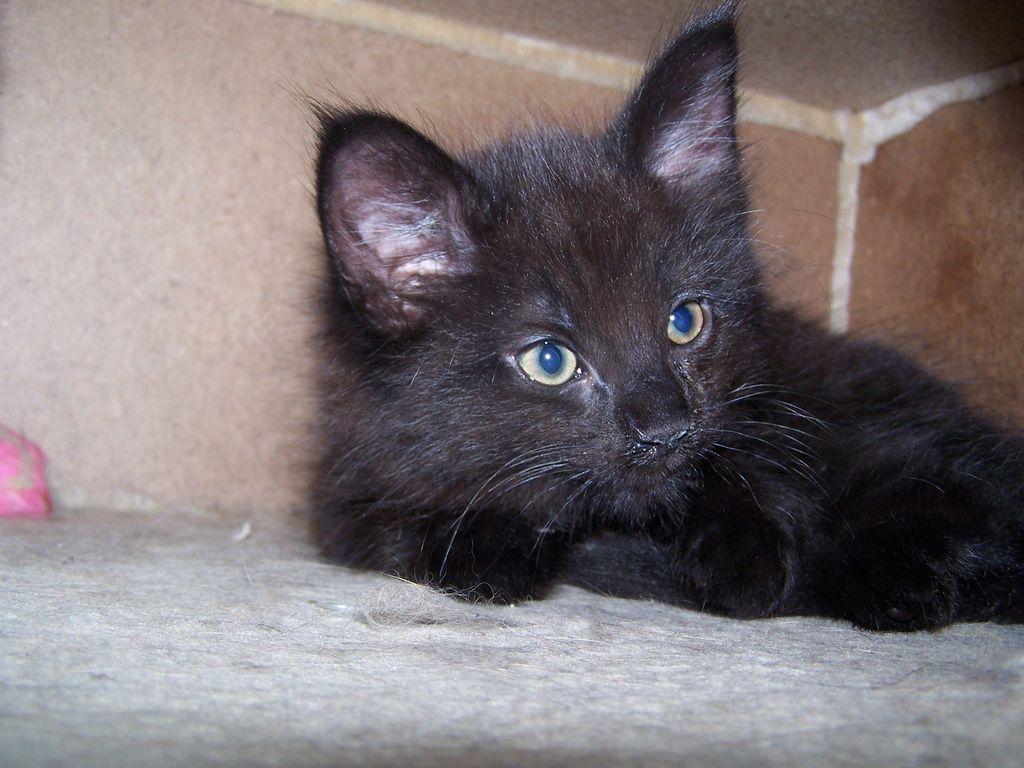 Gatti Norvegesi - cuccioli