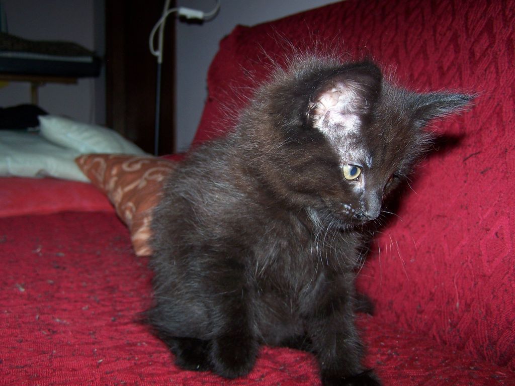 Gatti Norvegesi - cuccioli