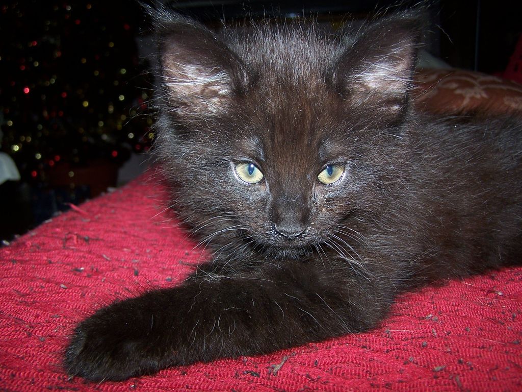 Gatti Norvegesi - cuccioli