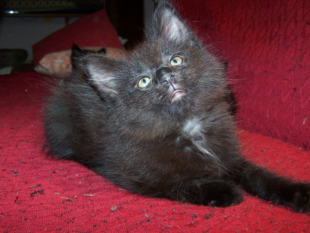 Gatti Norvegesi - cuccioli