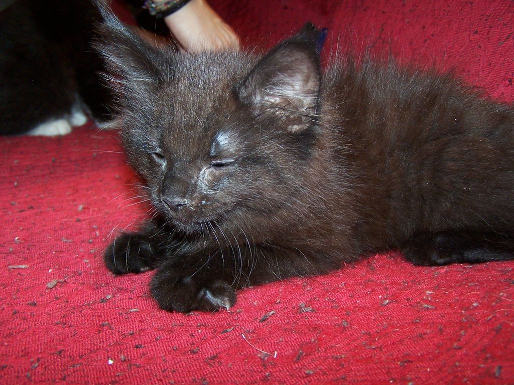 Gatti Norvegesi - cuccioli
