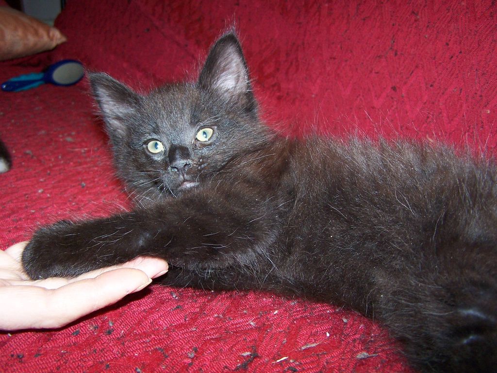 Gatti Norvegesi - cuccioli