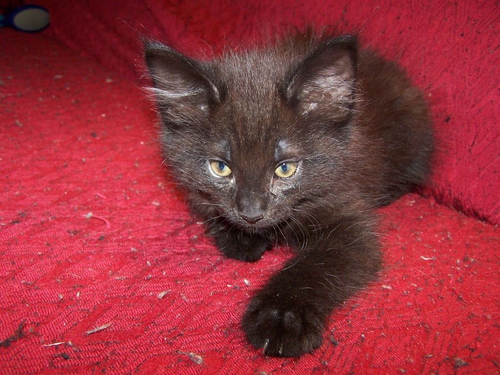 Gatti Norvegesi - cuccioli