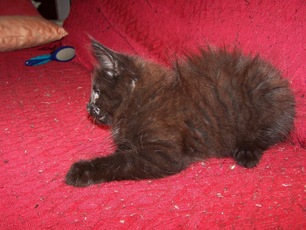 Gatti Norvegesi - cuccioli