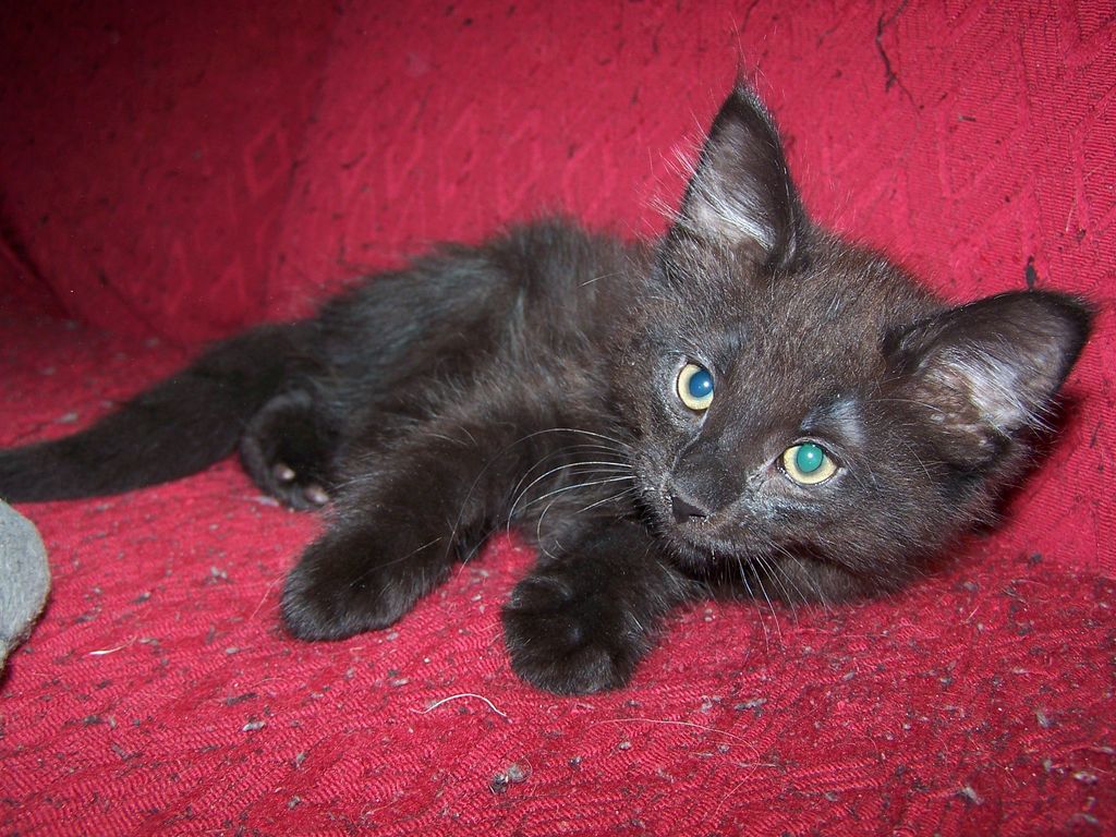 Gatti Norvegesi - cuccioli