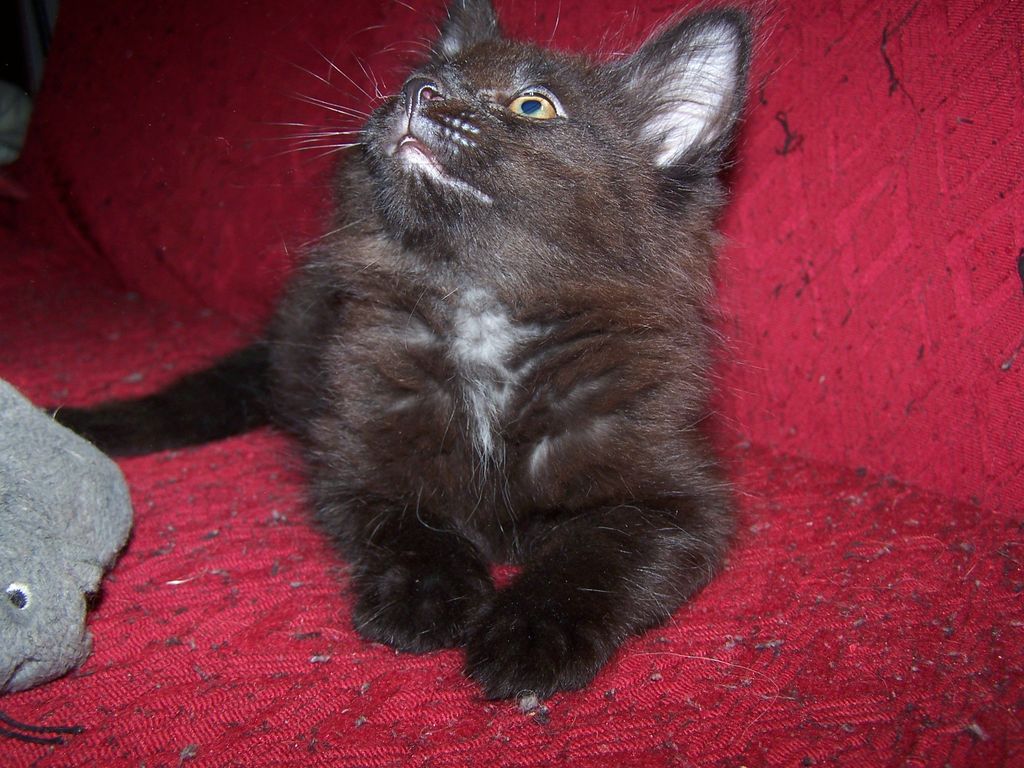 Gatti Norvegesi - cuccioli