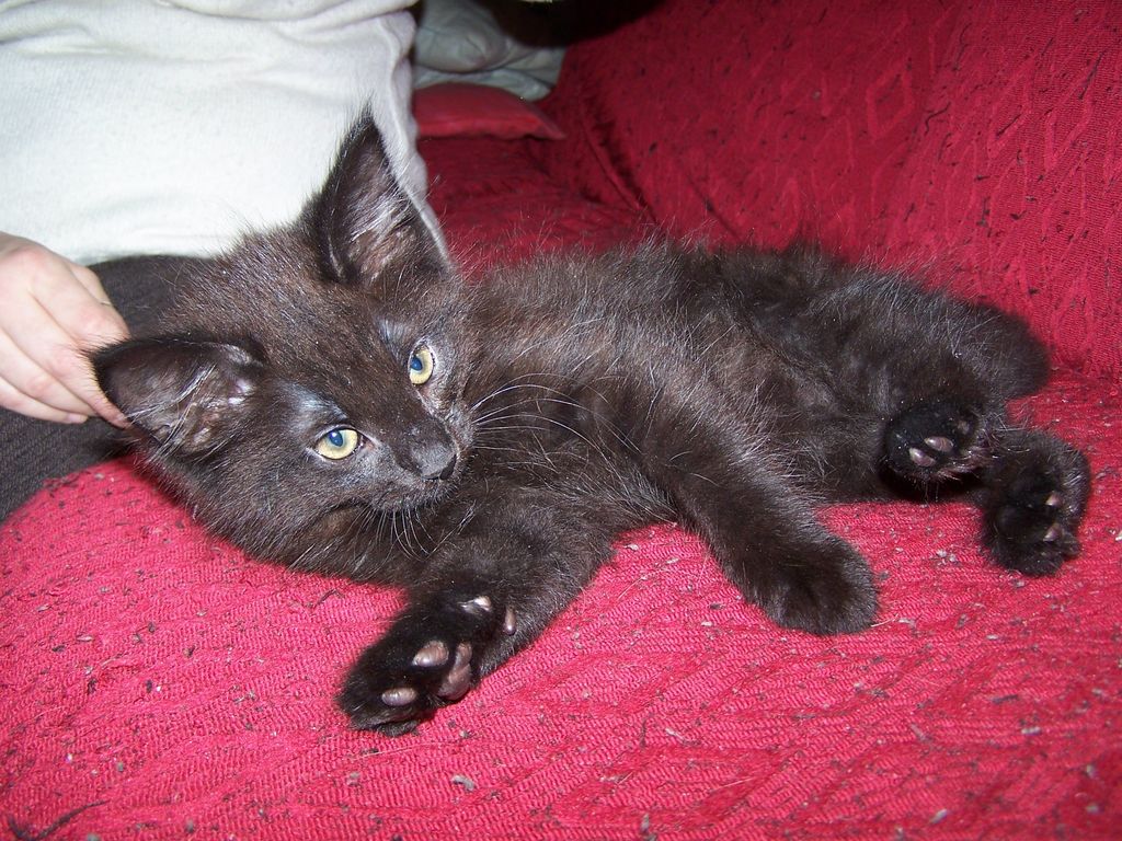 Gatti Norvegesi - cuccioli