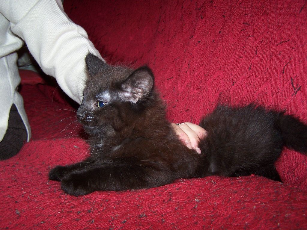Gatti Norvegesi - cuccioli