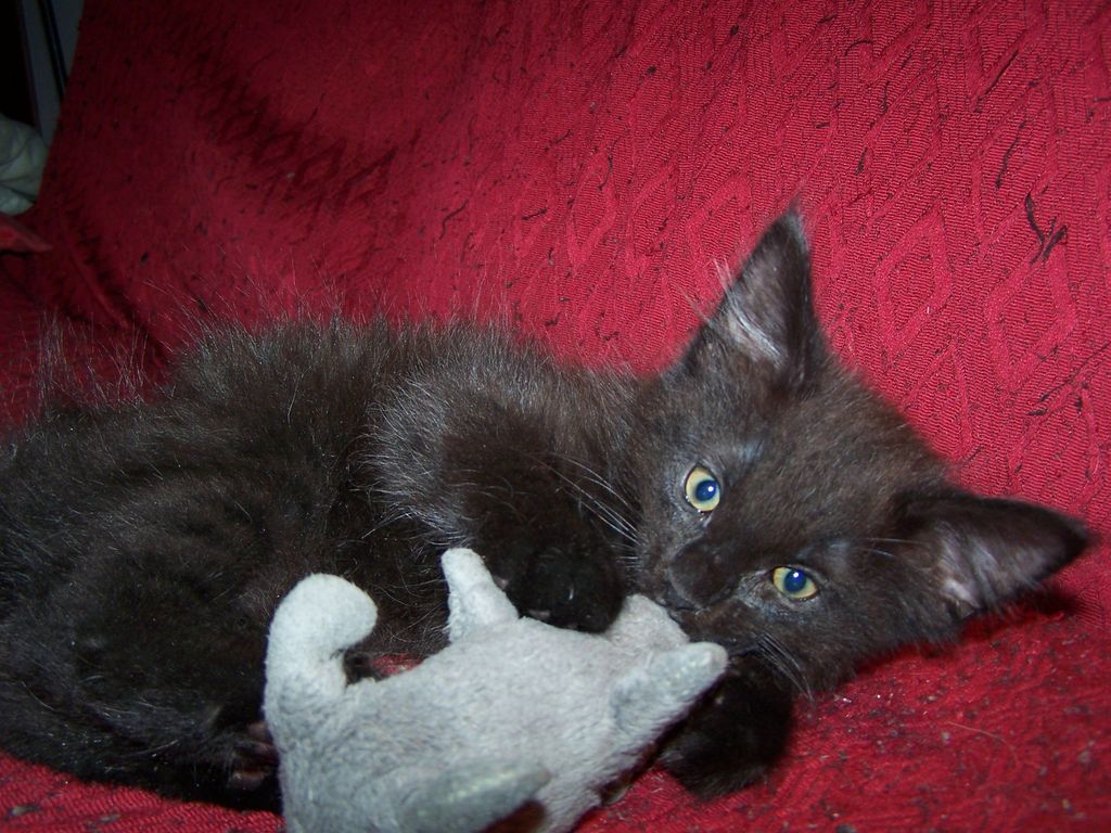 Gatti Norvegesi - cuccioli