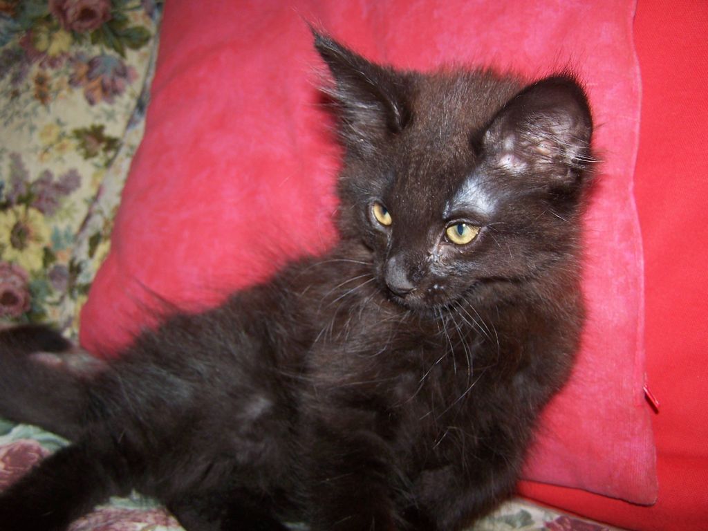 Gatti Norvegesi - cuccioli