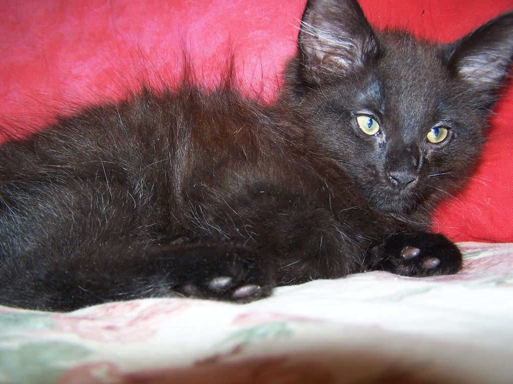 Gatti Norvegesi - cuccioli
